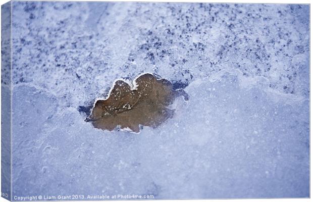 Leaf Frozen in Ice Canvas Print by Liam Grant