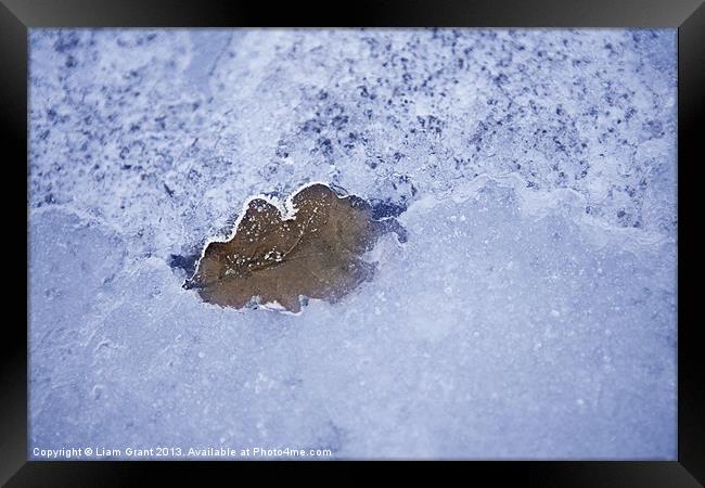 Leaf Frozen in Ice Framed Print by Liam Grant