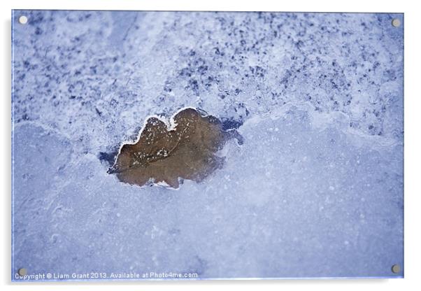 Leaf Frozen in Ice Acrylic by Liam Grant