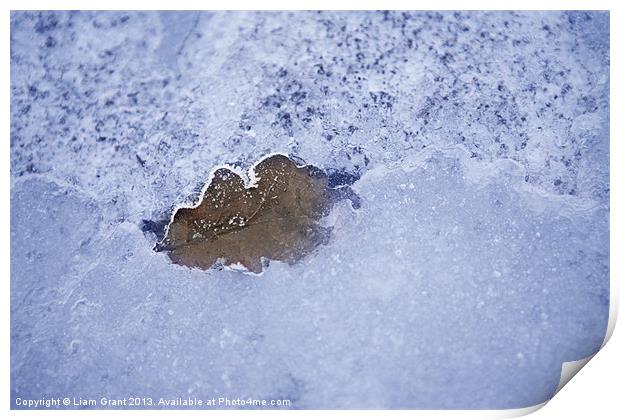 Leaf Frozen in Ice Print by Liam Grant
