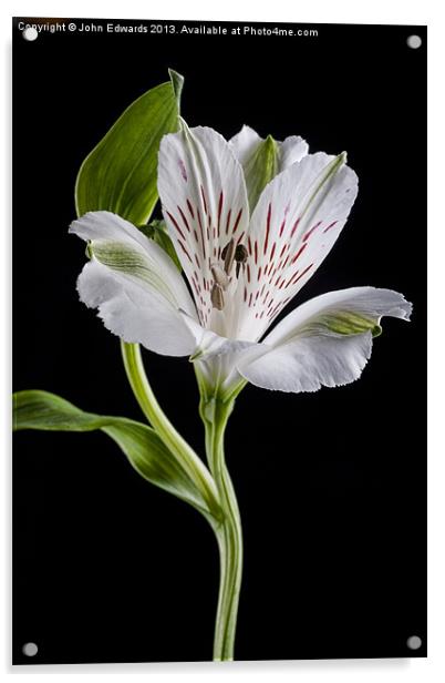 Alstroemeria Rivale Acrylic by John Edwards