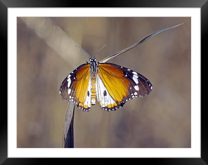 African Monarch Butterfly Framed Mounted Print by Tony Murtagh
