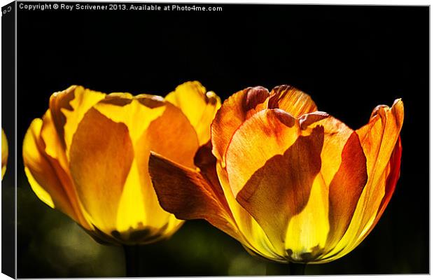 Tulips in Flames Canvas Print by Roy Scrivener