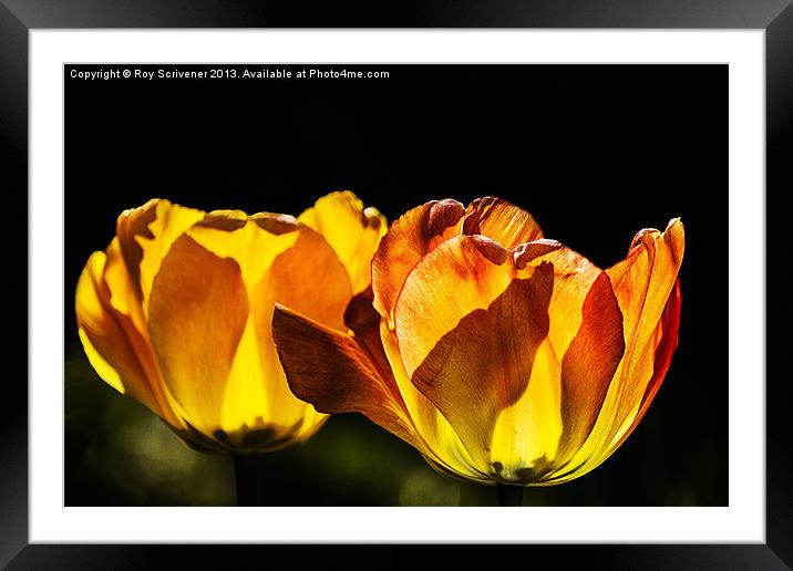 Tulips in Flames Framed Mounted Print by Roy Scrivener