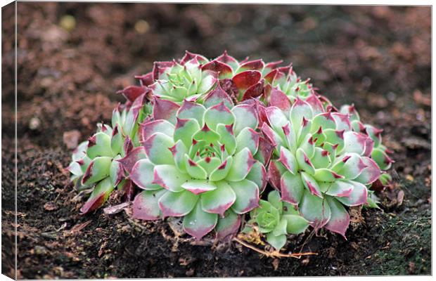 Hen and Chicks Canvas Print by Tony Murtagh