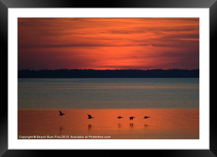 Flying North Framed Mounted Print by Beach Bum Pics