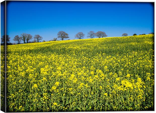 Rapeseed Field, Wiltshire, England, UK Canvas Print by Mark Llewellyn