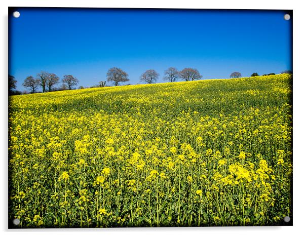 Rapeseed Field, Wiltshire, England, UK Acrylic by Mark Llewellyn