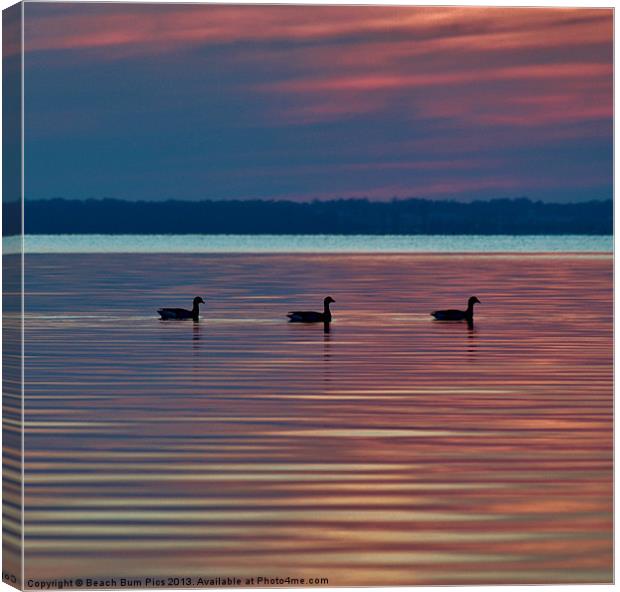 Ducks in a Row Canvas Print by Beach Bum Pics