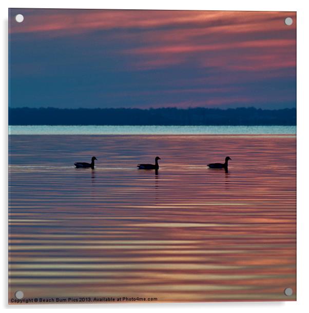 Ducks in a Row Acrylic by Beach Bum Pics