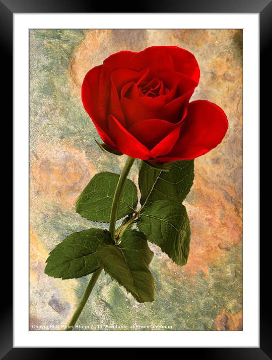 Red Rose on Texture Framed Mounted Print by Peter Blunn