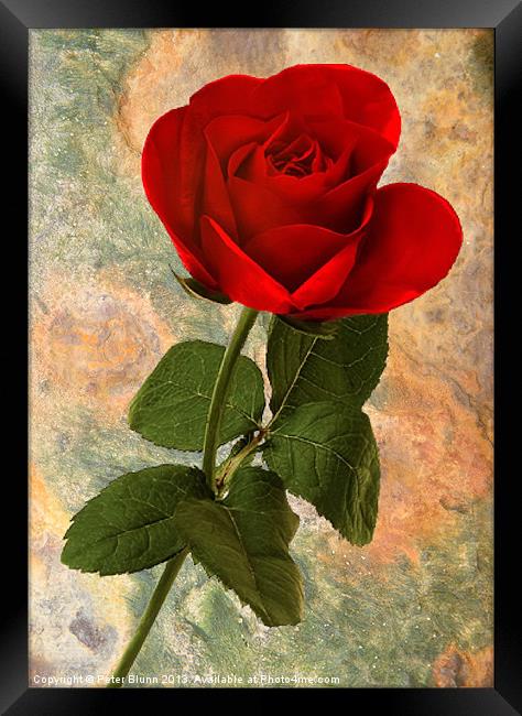 Red Rose on Texture Framed Print by Peter Blunn