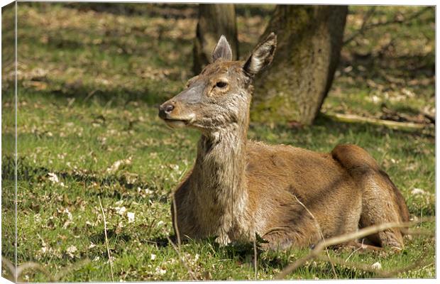 Deer resting in the Suffolk sun Canvas Print by Bill Simpson