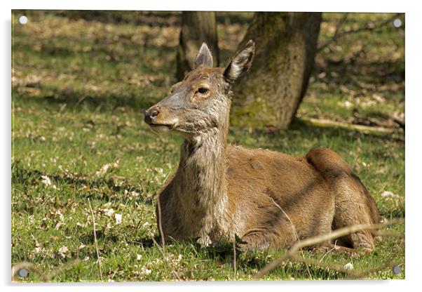 Deer resting in the Suffolk sun Acrylic by Bill Simpson