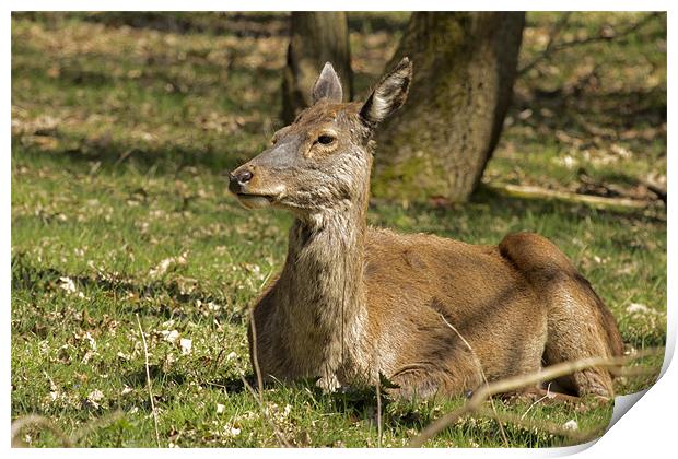 Deer resting in the Suffolk sun Print by Bill Simpson