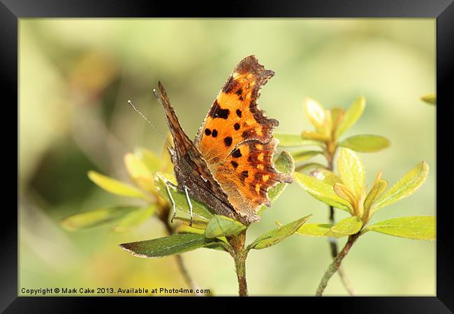Comma Butterfly Framed Print by Mark Cake