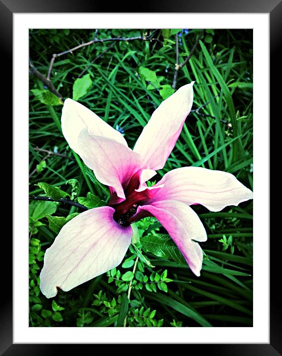 Pink Passion Framed Mounted Print by paul sexton