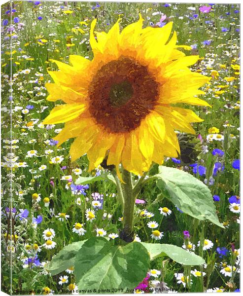 sunflower in wildflower meadow 2 Canvas Print by Paula Palmer canvas