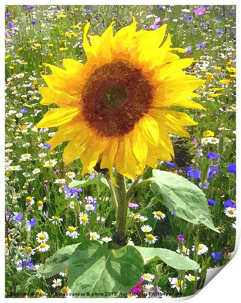 sunflower in wildflower meadow 2 Print by Paula Palmer canvas