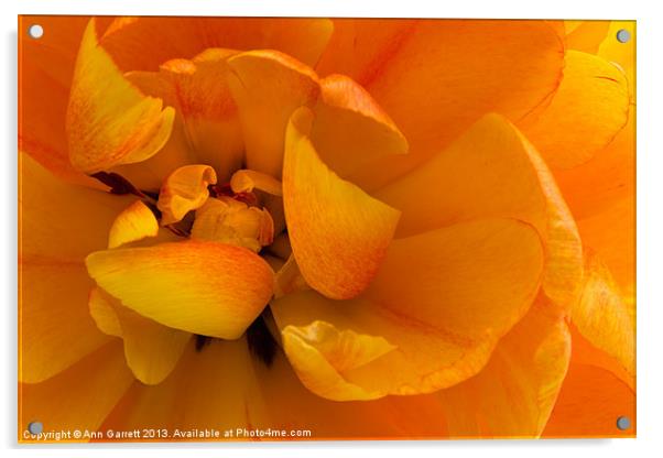 Yellow Double Tulip Acrylic by Ann Garrett