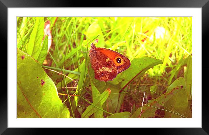 Butterfly Framed Mounted Print by Westley Grant