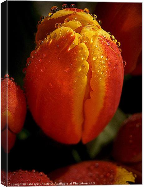 tulips Canvas Print by dale rys (LP)