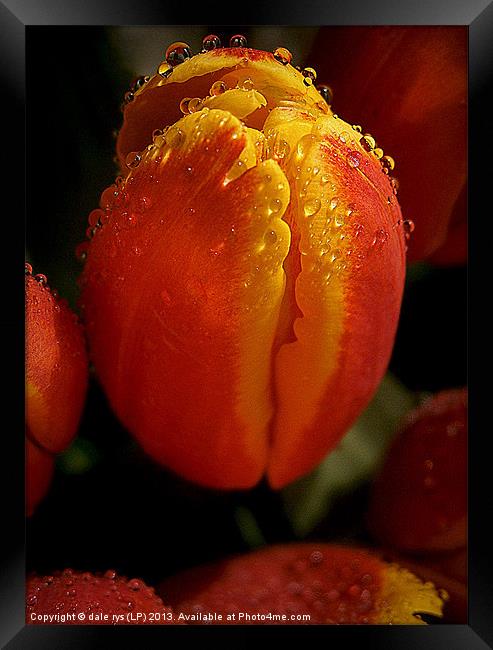 tulips Framed Print by dale rys (LP)