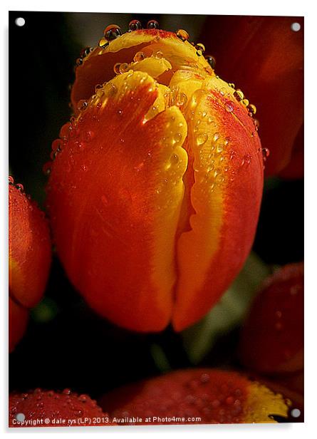 tulips Acrylic by dale rys (LP)