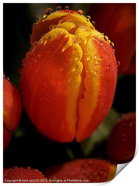 tulips Print by dale rys (LP)