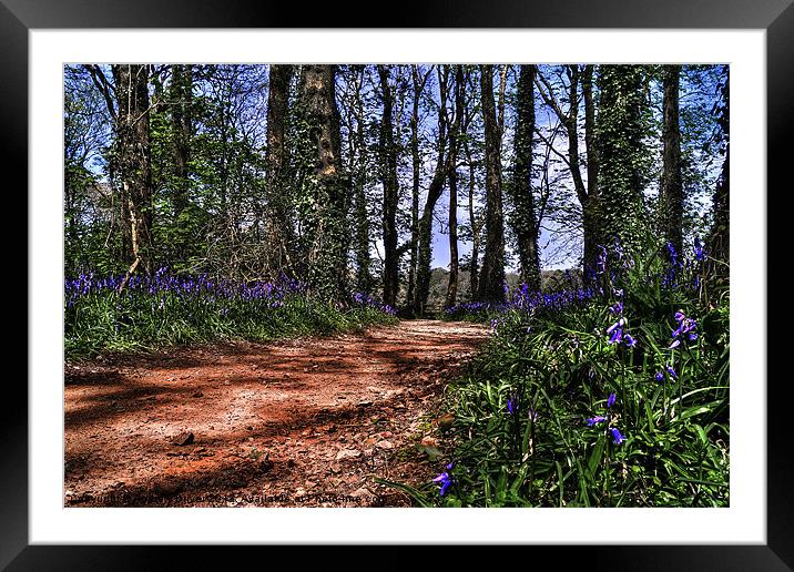 Walk in the woods Framed Mounted Print by Andrew Driver