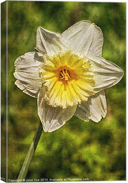 Single Daffodil Canvas Print by Julie Coe