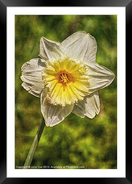Single Daffodil Framed Mounted Print by Julie Coe