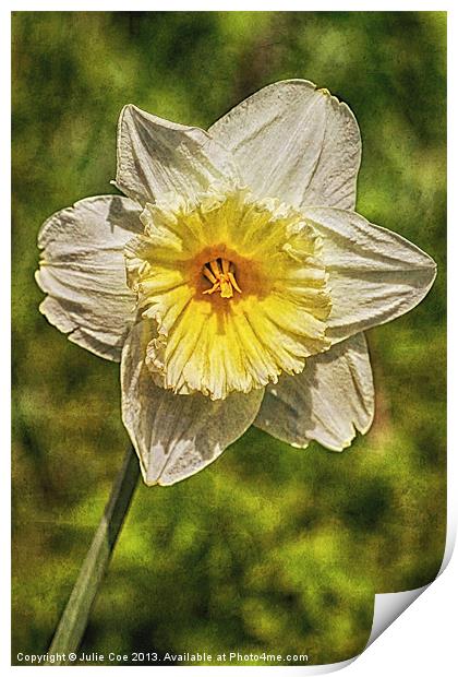 Single Daffodil Print by Julie Coe