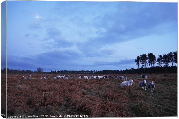 Sheep grazing under moonlight. Norfolk, UK Canvas Print by Liam Grant