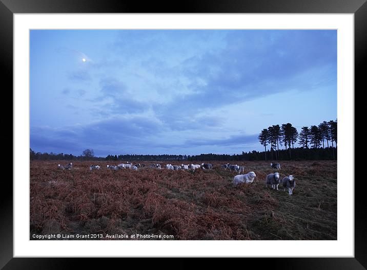 Sheep grazing under moonlight. Norfolk, UK Framed Mounted Print by Liam Grant