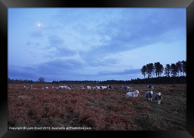 Sheep grazing under moonlight. Norfolk, UK Framed Print by Liam Grant