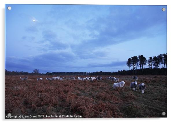 Sheep grazing under moonlight. Norfolk, UK Acrylic by Liam Grant
