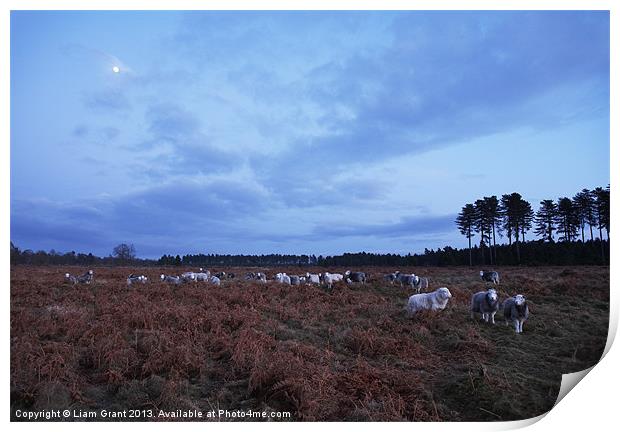 Sheep grazing under moonlight. Norfolk, UK Print by Liam Grant