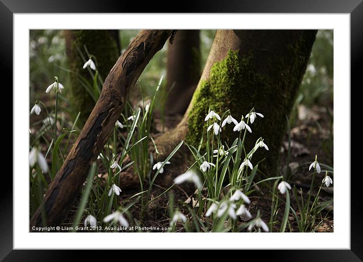 Snowdrops among woodland, Norfolk Framed Mounted Print by Liam Grant