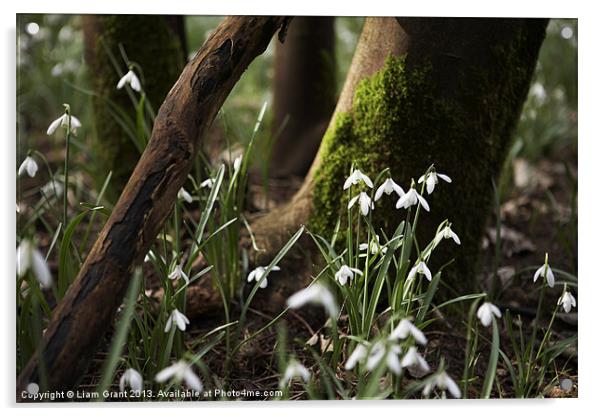 Snowdrops among woodland, Norfolk Acrylic by Liam Grant