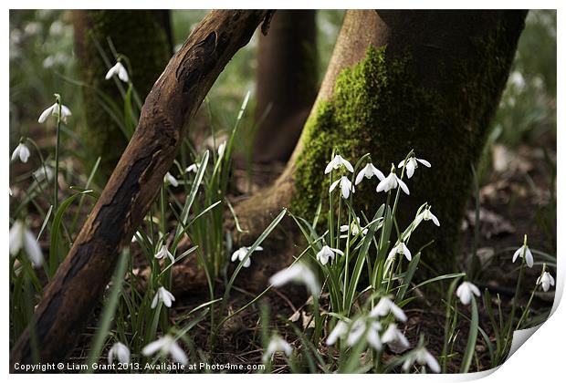 Snowdrops among woodland, Norfolk Print by Liam Grant