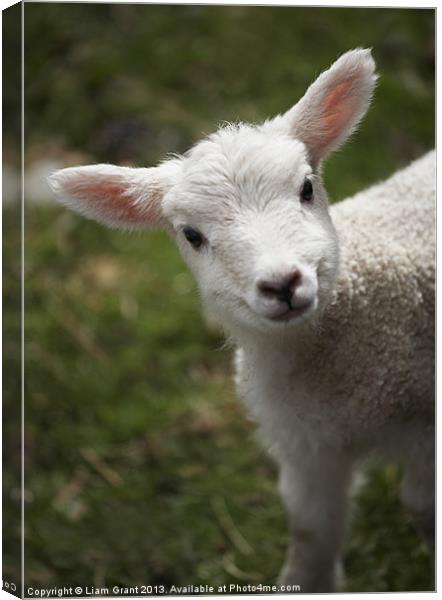 Young Spring Lamb. Lake District, Cumbria, UK. Canvas Print by Liam Grant