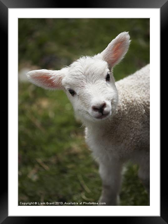 Young Spring Lamb. Lake District, Cumbria, UK. Framed Mounted Print by Liam Grant