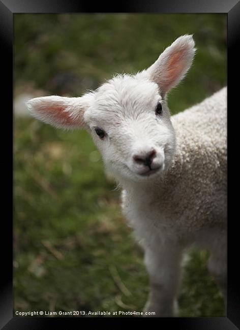 Young Spring Lamb. Lake District, Cumbria, UK. Framed Print by Liam Grant