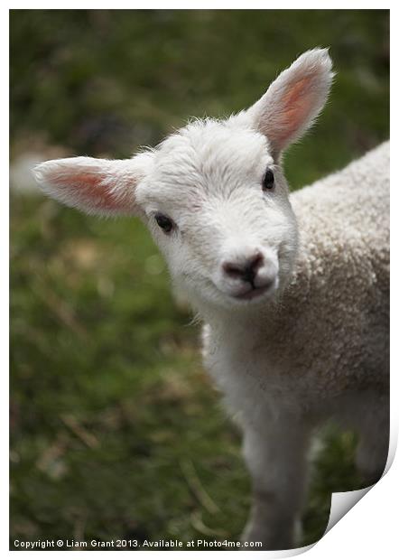 Young Spring Lamb. Lake District, Cumbria, UK. Print by Liam Grant