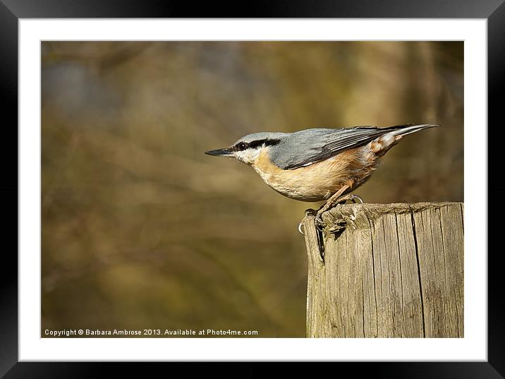 Mr Nuthatch~eurasian,Sitta europaea Framed Mounted Print by Barbara Ambrose