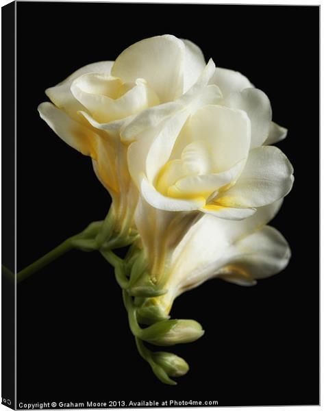 Freesia Canvas Print by Graham Moore