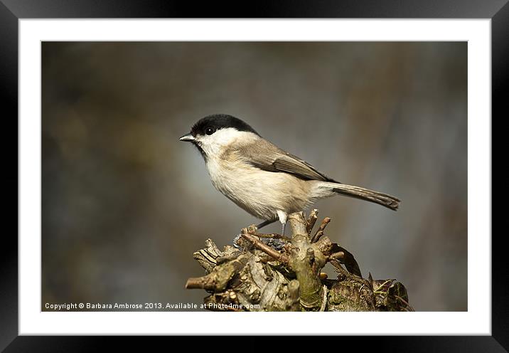 Marsh tit Framed Mounted Print by Barbara Ambrose