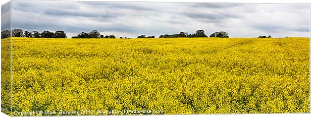 Rapeseed field in norfolk Canvas Print by Mark Bunning