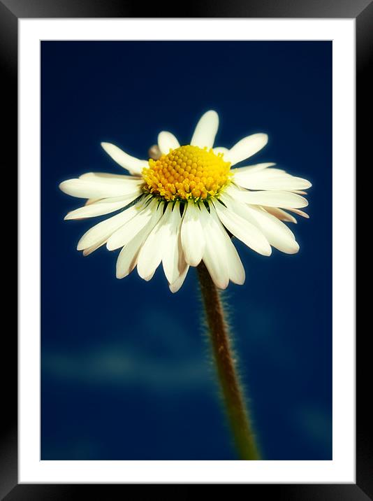 spring daisy Framed Mounted Print by Heather Newton